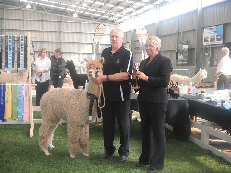 WF-Hat-Trick-wins-Champion-Adult-Male-at-2014-National-Show