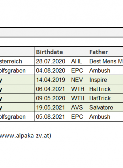 NAS 22: Junghengste räumen ab!